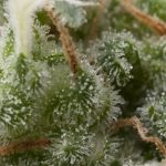 Super-Hash-Autoflowering-800×800