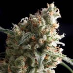 pyramid-seeds-Auto-super-hash-autofloreciente